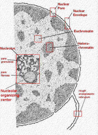 The Cell Nucleus | Celebrate Cytochemistry | Gwen V. Childs, Ph.D.